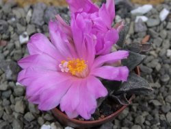 Ariocarpus hybrid ? retusus rhodacanthus. pot 5,5 cm cites IA