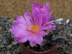 Ariocarpus hybrid ? retusus rhodacanthus. pot 5,5 cm cites IA - 12400468