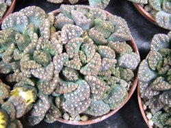 Titanopsis calcarea pot 5,5 cm - 12400477