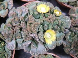 Titanopsis calcarea pot 5,5 cm - 12400478