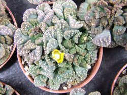 Titanopsis calcarea pot 5,5 cm - 12400479