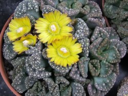 Titanopsis calcarea pot 5,5 cm - 12400480