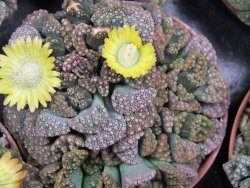 Titanopsis calcarea pot 5,5 cm - 12400481