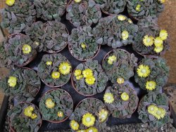 Titanopsis calcarea pot 5,5 cm - 12400482