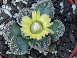 Titanopsis calcarea květináč 5,5 cm - 12412381