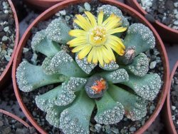 Titanopsis calcarea květináč 5,5 cm - 12412382