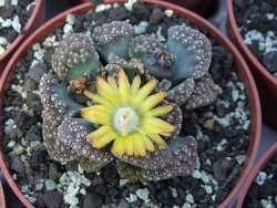 Titanopsis calcarea květináč 5,5 cm - 12412383