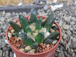 Ariocarpus scapharostrus hrubá forma, pot 5,5 cm