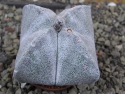 Astrophytum coahuilense quadricostatum, pot 5,5 cm - 12400488