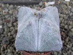 Astrophytum coahuilense quadricostatum, pot 5,5 cm - 12400489