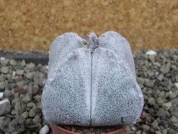 Astrophytum coahuilense quadricostatum, pot 5,5 cm - 12400490