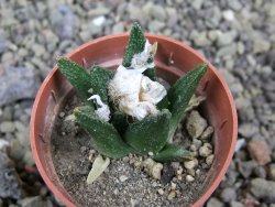 Ariocarpus bravoanus El Ňuňez pot 5,5 cm