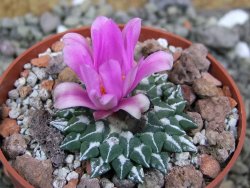 Ariocarpus kotschoubeyanus sladkovskii Rio Verde pot 6,5 cm DUPLIKÁT