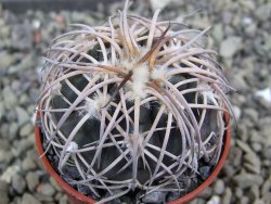 Gymnocalycium spegazzinii punillaense Tom 06-81/1 El Obelisco, pot 5,5 cm