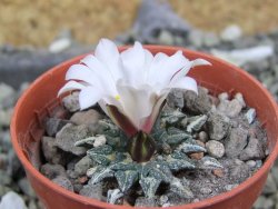 Ariocarpus kotschoubeyanus albiflorus Tula pot 5,5 cm - 12400509