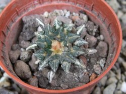 Ariocarpus kotschoubeyanus albiflorus Tula pot 5,5 cm - 12400511