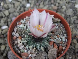 Ariocarpus kotschoubeyanus albiflorus Tula pot 5,5 cm