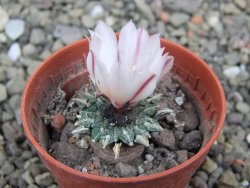 Ariocarpus kotschoubeyanus albiflorus Tula pot 5,5 cm - 12400515