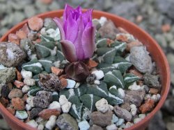 Ariocarpus kotschoubeyanus sladkovski Rio Verde IA  pot 5,5 cm