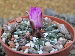 Ariocarpus kotschoubeyanus sladkovski Rio Verde IA  pot 5,5 cm - 12400524