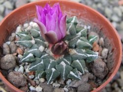 Ariocarpus kotschoubeyanus sladkovski Rio Verde IA  pot 5,5 cm - 12400525