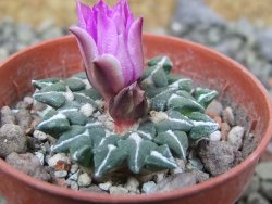 Ariocarpus kotschoubeyanus sladkovski Rio Verde IA  pot 5,5 cm - 12400526