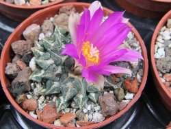 Ariocarpus kotschoubeyanus sladkovski Rio Verde IA  pot 5,5 cm - 12400527