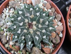 Ariocarpus kotschoubeyanus sladkovski Rio Verde IA  pot 5,5 cm - 12400528