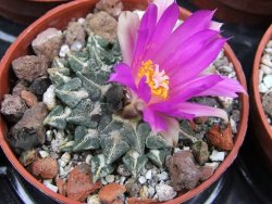 Ariocarpus kotschoubeyanus sladkovski Rio Verde IA  pot 5,5 cm - 12400529