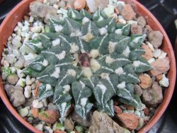 Ariocarpus kotschoubeyanus sladkovski Rio Verde IA  pot 5,5 cm - 12400530