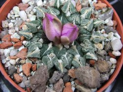 Ariocarpus kotschoubeyanus sladkovski Rio Verde IA  pot 5,5 cm - 12400531