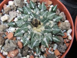 Ariocarpus kotschoubeyanus sladkovski Rio Verde IA  pot 5,5 cm - 12400532