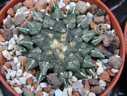 Ariocarpus kotschoubeyanus sladkovski Rio Verde IA  pot 5,5 cm - 12400533