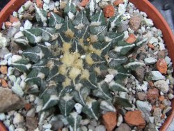 Ariocarpus kotschoubeyanus sladkovski Rio Verde IA  pot 5,5 cm - 12400534