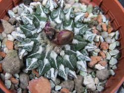 Ariocarpus kotschoubeyanus sladkovski Rio Verde IA  pot 5,5 cm - 12400535