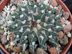 Ariocarpus kotschoubeyanus sladkovski Rio Verde IA  pot 5,5 cm - 12400536