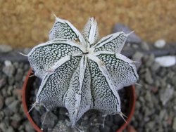 Astrophytum Dinosaur (Fukurio Hannya) pot 5,5 cm