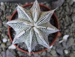 Astrophytum Dinosaur (Fukurio Hannya) pot 5,5 cm - 12400539