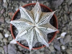 Astrophytum Dinosaur (Fukurio Hannya) pot 5,5 cm - 12400540