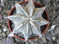 Astrophytum Dinosaur (Fukurio Hannya) pot 5,5 cm - 12400541