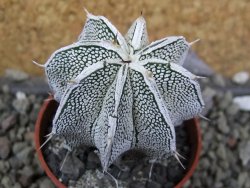 Astrophytum Dinosaur (Fukurio Hannya) pot 5,5 cm - 12400542