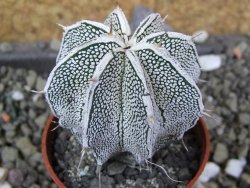 Astrophytum Dinosaur (Fukurio Hannya) pot 5,5 cm - 12400543