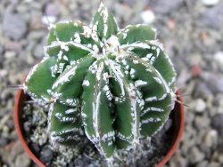 Astrophytum Dinosaur (Fukurio Hannya) pot 5,5 cm - 12400544