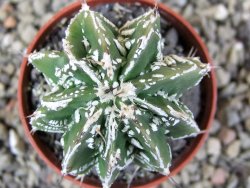 Astrophytum Dinosaur (Fukurio Hannya) pot 5,5 cm