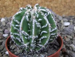 Astrophytum Dinosaur (Fukurio Hannya) pot 5,5 cm - 12400546