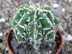 Astrophytum Dinosaur (Fukurio Hannya) pot 5,5 cm - 12400547