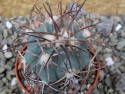 Echinocactus horizonthalonius, pot 5,5 cm