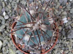 Echinocactus horizonthalonius, pot 5,5 cm - 12400553