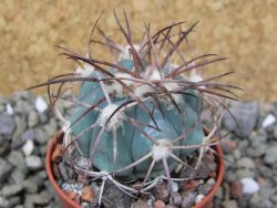 Echinocactus horizonthalonius, pot 5,5 cm - 12400554