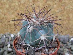 Echinocactus horizonthalonius, pot 5,5 cm - 12400555